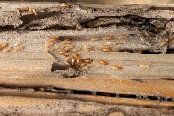 Best Pest Inspection Near Me  in Covelo, CA